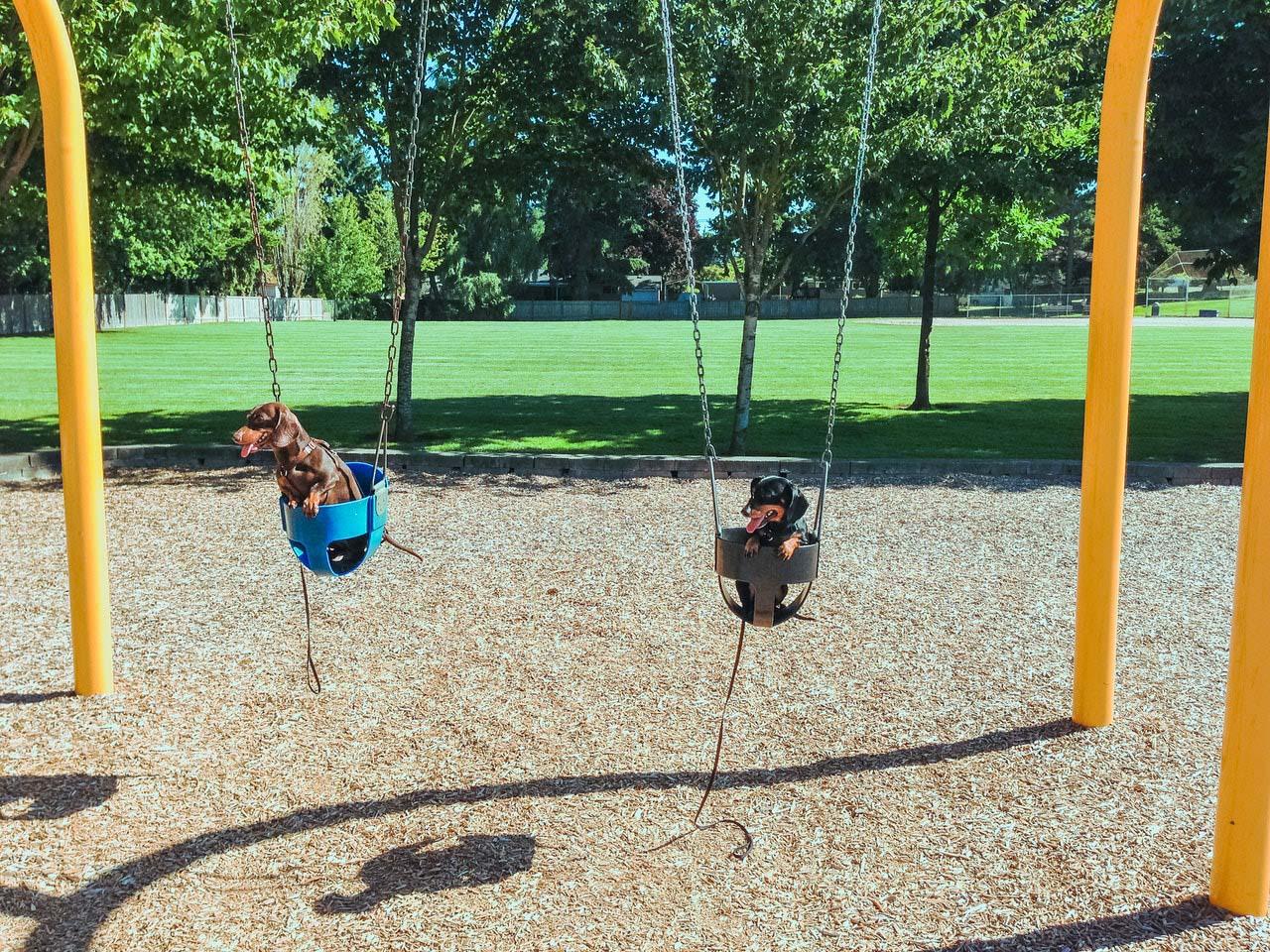 Playground Dogs